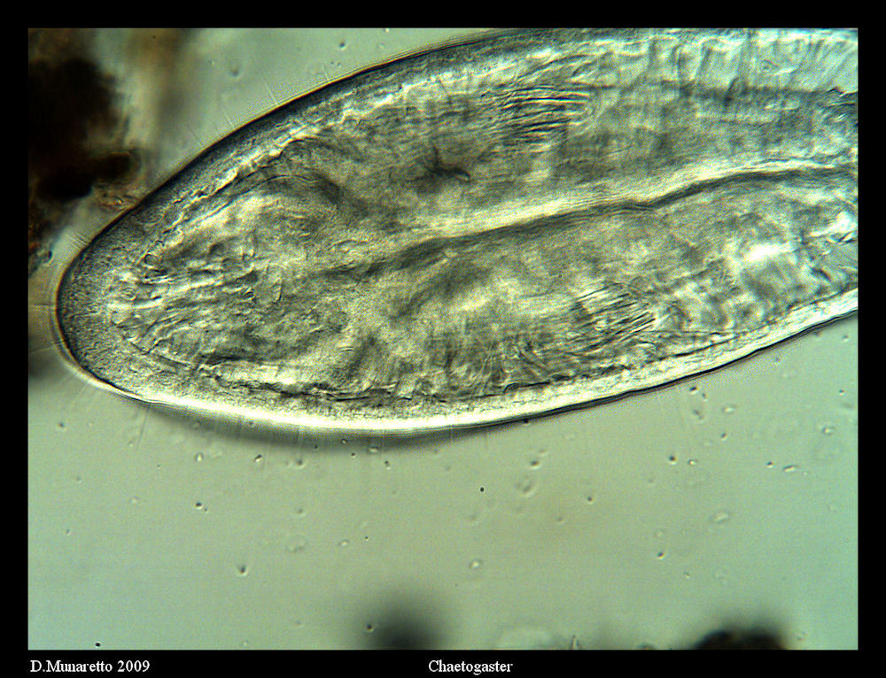 Lacrime di Coccodrillo...o di Chaetogaster?